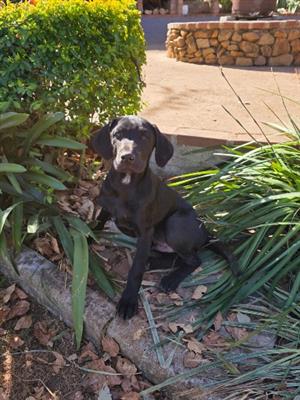 PUPPIES FOR SALE 