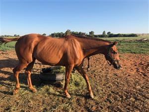 Thoroughbred Mare For Sale