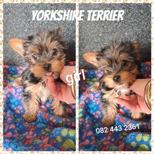 Yorkshire terrier pups