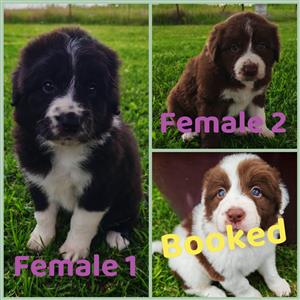 Female Border Aussie puppies 