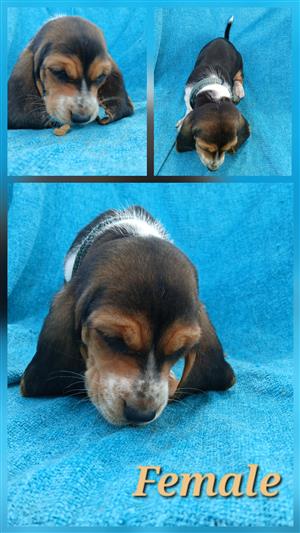 Purebred Basset hound tricolor X lemon white color