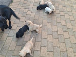 Labrador 