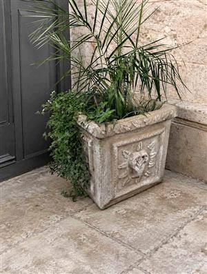 2 Large Concrete Garden Pots with Palm Plants 