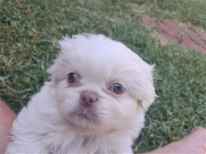 Rare Pekingese boy