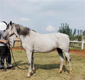 Registered Arab mare