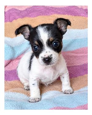 Chihuahua puppies