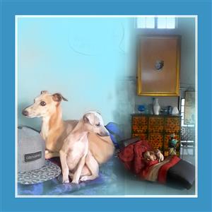 "Miniature" Italian Greyhound Puppies available.