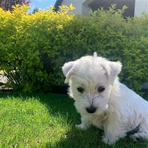 West highlan white terrier puppies for sale