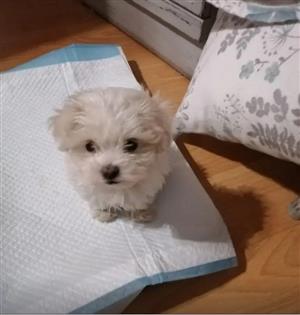 Male and females Maltese puppies 