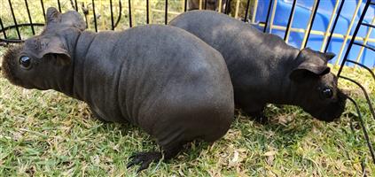 Best Templates: Hairless Guinea Pig For Sale