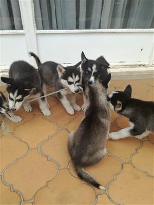 Husky Pups For Sale Junk Mail