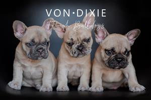 French Bulldog Puppies - Exceptional quality
