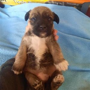 Miniature Schnauzer puppies 