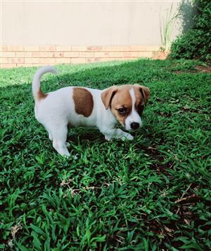 Jack Russell puppies