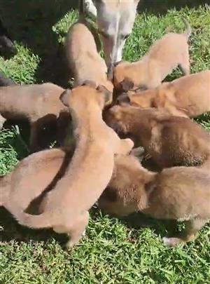 Malinois/Belgium Shepard 