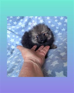 Toy Pom / Pomeranian 