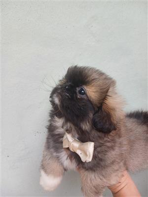 Male Pekingese puppies 