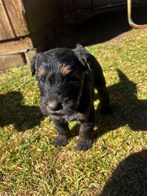 Giant schnauser x airedale pups