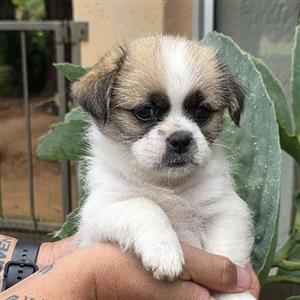 morkie puppies available 