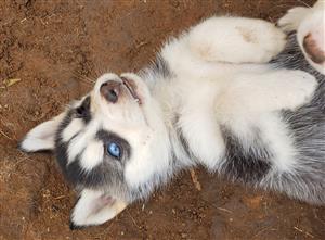 Siberian Huskies 