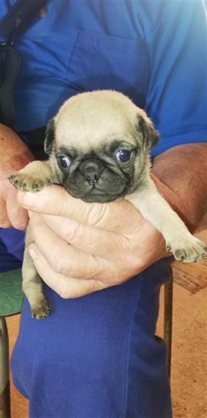 Male pug pups for sale