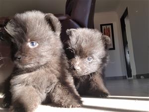 Black Toy poms / pomeranian puppies