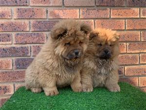 Gorgeous Chow chow puppies available