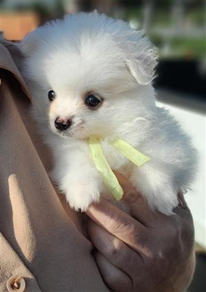 Pomeranian Male puppies 