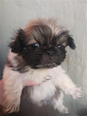 Pekingese puppies