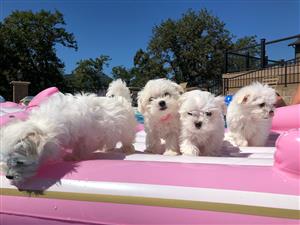 Cute Maltese Puppies Available for good home