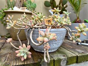Succulent in a cement planter pot