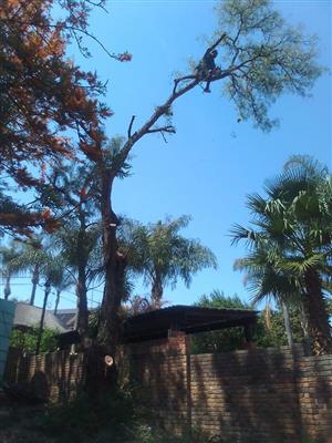 Cheap Tree felling service with 15 years experience