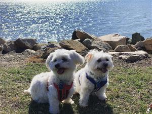 Maltese Puppies In Dogs And Puppies In Pretoria Junk Mail