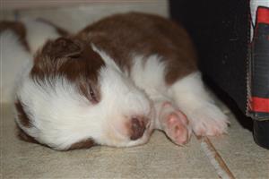 Border Collie Puppies