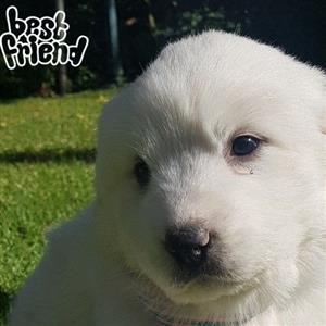 Great Pyrenees Mountain dog puppies 