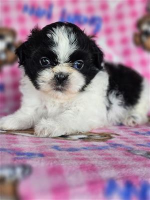 Beautiful Shih tzu puppies