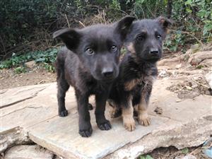 Germany shepherd puppies 