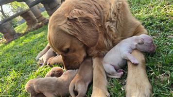 Golden Retreiver puppies