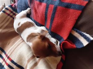 Jack Russell 