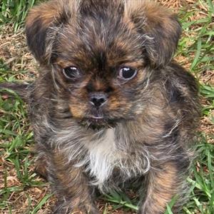 Morkie x Cavalier KC Spaniel