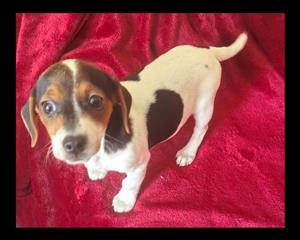 Jack Russell pups
