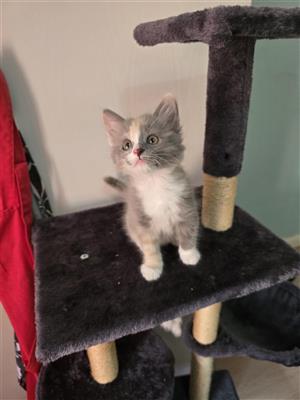 Female Kitten available, 8 weeks old
