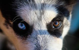 Pure Bred Siberian Husky Puppies