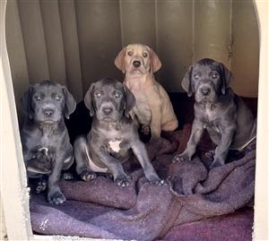 Weimeraner puppies for sale 