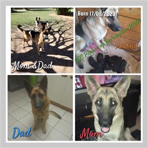GDS Pups up for adoption