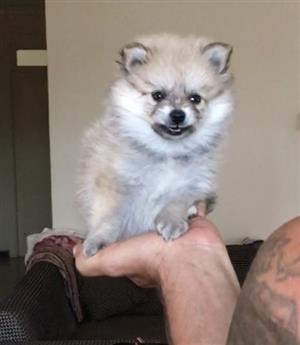 Toypom puppies 