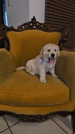 Beautiful Golden Retriever puppies available 
