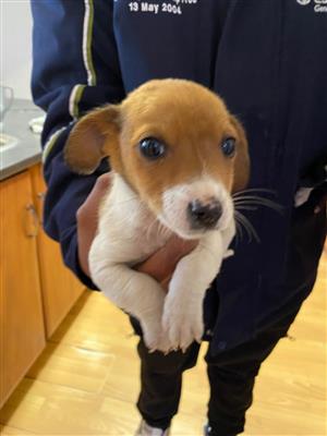 2 Jack Russels puppies for sale.