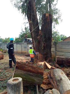Stump removal and Tree felling services 