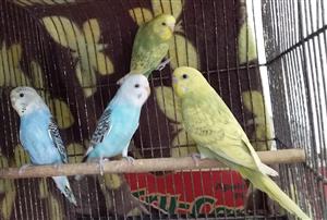 Budgies available